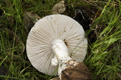 Amanita farinacea
