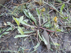 Taraxacum palustre