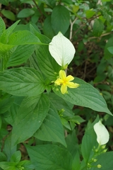 Pseudomussaenda flava