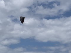 Nycticorax nycticorax