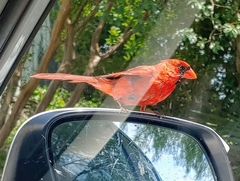 Cardinalis cardinalis
