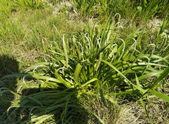 Plantago salsa