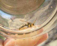 Callinicus pictitarsis