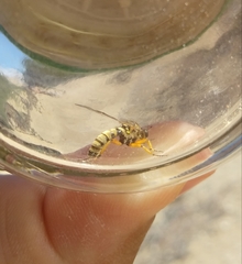 Callinicus pictitarsis