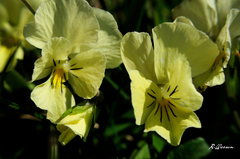 Viola eugeniae