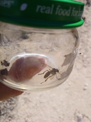 Callinicus pictitarsis