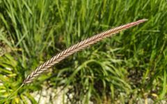 Hordeum brevisubulatum