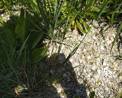 Hordeum brevisubulatum