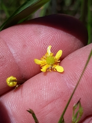 Ranunculus laxicaulis