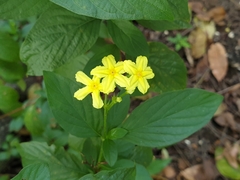 Pseudomussaenda flava