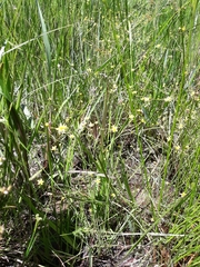 Ranunculus laxicaulis