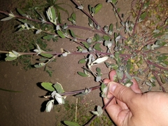Atriplex prostrata