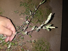 Atriplex prostrata