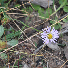 Brachyscome multifida