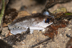 Leptobrachium hendricksoni