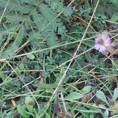 Brachyscome multifida