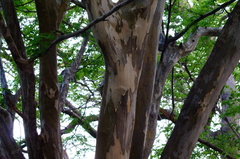 Libidibia sclerocarpa