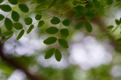 Libidibia sclerocarpa