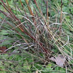 Cymbopogon refractus