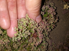 Polycarpon tetraphyllum