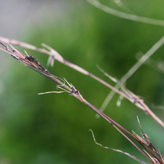 Cymbopogon refractus