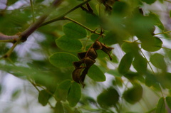 Libidibia sclerocarpa