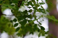 Libidibia sclerocarpa