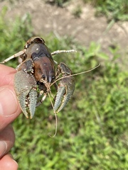 Fallicambarus houstonensis