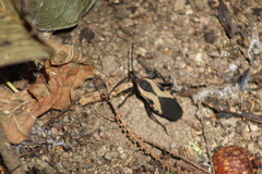 Sephina vinula