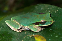 Smilisca cyanosticta