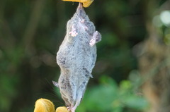 Ototylomys phyllotis