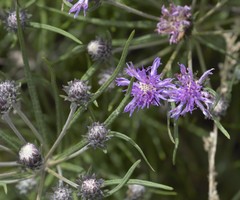 Lessingianthus plantaginodes