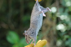 Ototylomys phyllotis