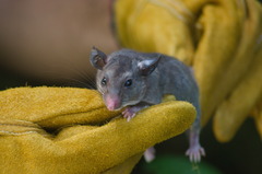 Ototylomys phyllotis