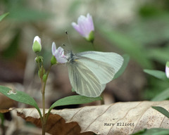 Pieris virginiensis
