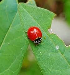 Cycloneda sanguinea