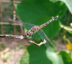 Pachydiplax longipennis