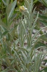 Pseudognaphalium cheiranthifolium