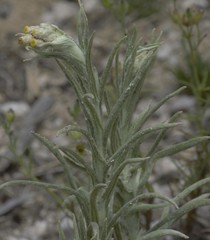 Pseudognaphalium cheiranthifolium