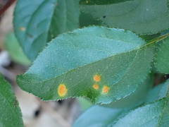 Puccinia coronata