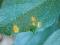 Puccinia coronata