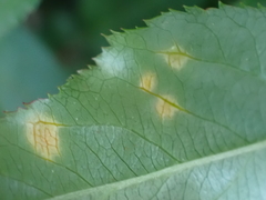 Puccinia coronata