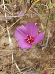 Clarkia rubicunda