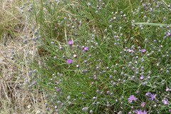 Lessingianthus plantaginodes