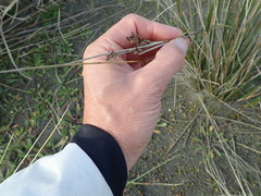 Juncus kraussii