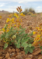 Hoffmannseggia repens