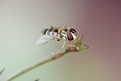 Ischiodon scutellaris