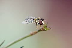 Ischiodon scutellaris