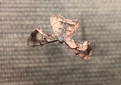 Epiplema quadristrigata