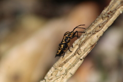 Sephina vinula